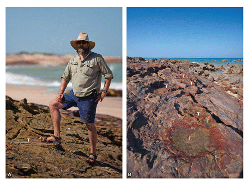 FIGURE 16. Examples of tracksites preserving evidence of dinosaurs that have had to negotiate the gently undulating topography of LFA-1 and LFA-2. A, Dr. Steve Salisbury with his right foot on one of several horizontally emplaced sauropod tracks (UQL-DP9-10) that traverse a gently sloping surface. The dinosaur's feet have causing the ejection of substrate on the down-slope side of the slope; B, a second sauropod trackway (UQL-DP9-10) traversing a similar sloping surface at the same tracksite. The track in the foreground is approximately 70 cm long. Abbreviation: T, track. Photograph A courtesy and copyright Damian Kelly.