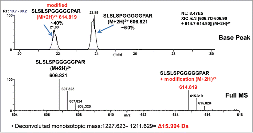 Figure 2. A high level +15.99 Da mass increase was observed on the G4P linker peptide by LC-MS/MS. Based on peptide signal intensity, there is a ratio of about 60:40 of unmodified peptide: modified peptide. Top panel: XIC (Extracted Ion Chromatogram) of unmodified and modified peptides. Bottom panel: Centroid mass spectrum averaged from T21.5–24.5 min.
