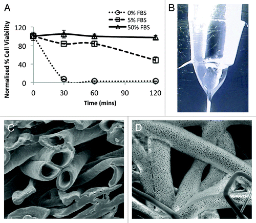 Figure 1. Production of porous core-shell fibers with PEO/FBS core. (A) 0, 5 and 50% FBS was was included into 2% PEO solution and assessed for cytocompatibility on plated HUVECs. Cell viability assessed using AlamarBlue® assay and expressed as a percentage. (n = 4) (B) Camera image of a live coaxial electrospinning process, demonstrating the core solution entering the shell solution to form the core-shell fiber. (C) Cross sectional view of the electrospun fibers after the removal of PEO from the core, a hollow core-shell structure is observed. Scale bar = 10 µm. (D) Core-shell fibers electrospun into water showed highly porous PCL surfaces. Scale bar = 20 µm. The formation of pores on the PCL shell is evident when the fibers are collected in water.