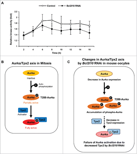 Figure 4. Bcl2l10 RNAi reduces the catalytic activity of Aurka. (A) Aurka activity was assessed by measuring the phosphorylation of Histone H3, an Aurka substrate. Oocytes were collected every 2 h during in vitro maturation. Kinase activity was determined by quantifying the phosphorylation of substrates relative to that of control oocytes at 0 h. The Y-axis depicts the fold changes (log scale) and the X-axis depicts the time points at which oocytes were sampled during oocyte in vitro maturation. Five oocytes were used per time point. Error bars represent SD (B) Schematic diagram for the molecular mechanism of Aurka activation known in mitosis. First, Aurka was partially activated by phosphorylation at threonine 288 in its activation loop. Second, partially activated T288-Aurka was fully activated by the binding of the activator protein Tpx2. Binding with Tpx2 protects phosphorylated Aurka from dephosphorylation by protein phosphatase 1. (C) Schematic diagram depicting the speculated roles of Bcl2l10 in the Aurka/Tpx2 axis in the mouse oocytes based on the results of Bcl2l10 RNAi treatment in the present study. When Bcl2l10 was absent, Aurka and Tpx2 expression decreased, whereas the amount of T288-Aurka [auto-phosphorylated Aurka] increased. We propose that Aurka activity decreased because partially active T288-Aurka could not be fully activated due to decreased Tpx2. Therefore, we concluded that the down-regulation of Tpx2 is a decisive factor for the full activation of Aurka.