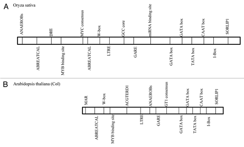 Figure 1. Comparative analysis of the promoter region of SamDC gene from Arabdiopsis thaliana (Col) and rice (Oryza sativa) showing the presence of different regulatory elements. (A) Oryza sativa SamDC promoter (HM102354). (B) Arabidopsis thaliana SamDC promoter (AT3G02470). ABRE- Abscisic acid Acid Responsive Elements, ANAEROB- Anaerobic responsive element, DRE- Dehydration responsive elements, GARE- Gibberellic acid responsive element, LTRE- Low temperature responsive elements, MAR- Matrix attachment region.