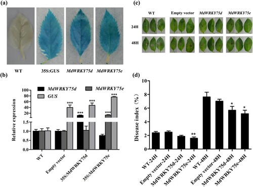 Figure 6. Verification of the transient expression of MdWRKY75d and MdWRKY75e enhancing A. alternata infection resistance in apples. (a) CUS staining of apple leaves transiently transformed with the empty vector, and the MdWRKY75d and MdWRKY75e expression vectors. (b) qRT-PCR for transient expression of MdWRKY75d and MdWRKY75e in apples. (c) Time-course of A. alternata infection phenotypes in WT, empty vector, MdWRKY75d, and MdWRKY75e apple leaves over 48 h. (d) Time-course of A. alternata infection disease index in WT, empty vector, MdWRKY75d, and MdWRKY75e apple leaves over 48 h. WT: wild GL-3; empty vector: pCAMBIA1301-35SN plasmid; MdWRKY75d: pCAMBIA1301-35SN-MdWRKY75d plasmid; MdWRKY75e: pCAMBIA1301-35SN-MdWRKY75e plasmid.