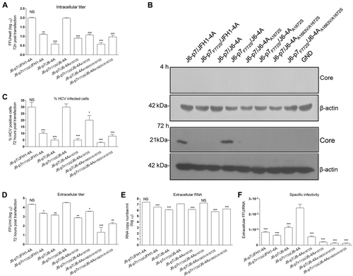 Fig. 4 F772S enhanced the assembly/release of HCV recombinants with isolate-specific p7 and NS4A.Huh7.5 cells were transfected with RNA transcripts (10 μg) of different HCV recombinants, and the analyses were performed at 72 h p.t. a Intracellular titers were determined (FFU/well). b Western blotting of intracellular HCV Core. c The HCV infection rate was estimated by core immunostaining or NS5A-EGFP expression. d Extracellular infectivity titers (FFU/ml). e Extracellular RNA titers (copy/ml). f Specific infectivity (FFU/RNA ratio). See Fig. 3 legend for the detailed annotations