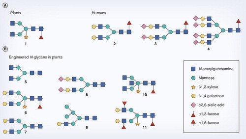 Figure 1. Schematic representations of N-glycan structures as discussed in the text.(A) Some typical plant (1) and human (2–4) type N-glycans as can be found in these organisms. The plant N-glycan is of the bi-antennary type, and decorated with the characteristic β1,2-xylose and α1,3-fucose residues. The N-glycans found in humans lack these epitopes, but can be extended with β1,4-galactose and sialic acid and further branching can occur. (B) Some of the N-glycan structures that have been generated in plants by glycoengineering.