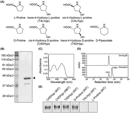 Figure 1. Purification and characterization of SmHypO. (a) Library of proline derivatives related to this study. (b) SDS-PAGE analysis of the purified SmHypO recombinant protein (5 μg in a 12% (w/v) gel). (c) Absorption spectra. (d) HPLC analysis of the prosthetic group. Elution profiles of extracts of SmHypO (upper) and the standard mixture (lower). (e) Zymogram staining analysis used the indicated proline derivatives as substrates together with the PMS/INT or PMS/NBT assay system. Purified enzymes (50 μg) were applied on 10% (w/v) non-denaturing PAGE.