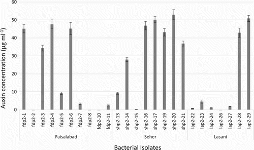 Figure 2. Auxin production by phylloplane bacterial isolates from second sampling of Seher, Faisalabad and Lasani wheat varieties. Highest auxin concentrations was found to be produced by Seher isolates ShP2-17 and ShP2-20.