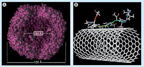 Figure 6. Bacterioferritin and Peptide-Nanotube Interactions. (A) Visualized internal cavity of bacterioferritin showing the nanoscale dimension of this class of protein. (B) Peptide–single-walled nanotube interaction based on various biophysical studies conducted by the Honek group.