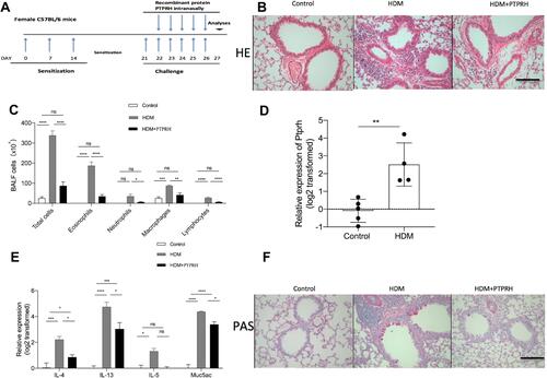 Figure 6 PTPRH suppresses Muc5ac and airway inflammation in asthma model. (A) Flow charts of the HDM-induced asthma mouse model. (B) Hematoxylin and eosin -stained lung tissue sections. (Scale bar: 50 μm; original magnification: ×400; n = 4–5).(C) Cell counting for eosinophils, neutrophils, macrophages and lymphocytes in BALF. n =4–5 mice per group.(D) The transcript levels of Ptprh in lung tissues were detected by qRT-PCR. (E) The transcript levels of inflammatory cytokines in lung tissues were detected by qRT-PCR. (F)PAS-stained lung tissue sections. (Scale bar: 50 μm; original magnification: ×400; n = 4–5). Data are mean ± SD. *P < 0.05; **P < 0.01; ***P < 0.001, ****p < 0.0001 (one-way ANOVA followed by Tukey’s multiple comparison test). The data are representative of three independent experiments.