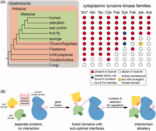 Figure 5. Evolution of cytoplasmic tyrosine kinases. A. Presence of cytoplasmic tyrosine kinase families across the metazoan lineage and in closely related nonmetazoan eukaryotes. left: A phylogenetic tree of eukaryotes highlighting specific metazoan species and several nonmetazoan clades. right: Incidence of tyrosine kinase genes across the represented eukaryotic phyla that are likely orthologs of tyrosine kinase genes from the indicated human families. A red circle indicates that a kinase from that family is present in that specific organism/clade, and a white circle indicates that no kinase from that family has been reported on that branch of the evolutionary tree. The yellow circle represents a kinase with domain architecture similar to a Jak-family kinase, but with a kinase domain sequence more homologous to a Syk-family kinase. The blue circles represent the presence of Syk-like tyrosine kinases known as SHARK tyrosine kinases, in which the two SH2 domains are separated by ankyrin repeats. Data for this figure were compiled from Bradham et al. Citation2006; Manning et al. Citation2002a; Srivastava et al. Citation2010; and Suga et al. Citation2014. B. Evolution of interdomain allostery in the Src module (conceptually adapted from Kuriyan and Eisenberg Citation2007). In an ancient organism, SH3, SH2, and tyrosine kinase domains likely existed as separte genes, which had no appreciable affinity for one another. It is possible that these individual domains retained some capacity for allosteric modulation, dictated by their intrinsic conformational dynamics. Multiple steps of gene fusion led to the assembly of a gene and its protein product with a domain architecture resembling the Src module. In the earliest iterations of this architecture, the domains interacted weakly and there was no allosteric modulation of kinase activity. Over time, through mutations, noncovent interactions between the domains strengthened, allowing for allosteric regulation of kinase activity through interdomain contacts (see colour version of this figure at www.tandfonline.com/ibmg).