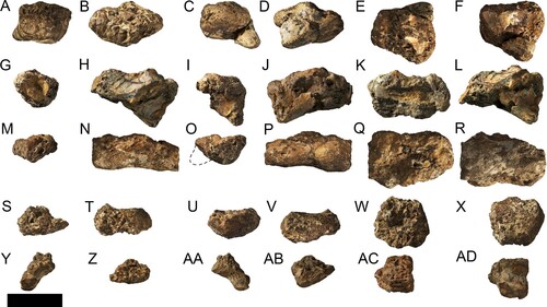 FIGURE 5. Ferrodraco lentoni holotype cervical vertebrae AODF 876. A–F, cervical vertebra A in A, anterior; B, left lateral; C, posterior; D, right lateral; E, dorsal; and F, ventral views. G–L, cervical vertebra B in G, anterior; H, left lateral; I, posterior; J, right lateral; K, dorsal; and L, ventral views. M–R, cervical vertebra C in M, anterior; N, left lateral; O, posterior; P, right lateral; Q, dorsal; and R, ventral views. S–X, cervical vertebra D in S, anterior; T, left lateral; U, posterior; V, right lateral; W, dorsal; and X, ventral views. Y–AD, cervical vertebra E in Y, anterior; Z, left lateral; AA, posterior; AB, right lateral; AC, dorsal; and AD, ventral views. The dashed line represents the missing portion of the extent of the missing exapophysis. All photographs taken by A.H.P. Scale bar equals 20 mm.