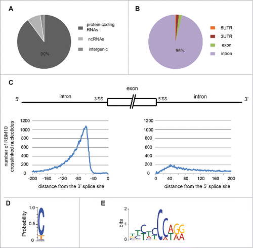 Figure 2. RBM10 binding sites. (A) Distribution of RBM10 cross-linked nucleotide positions among protein coding transcripts, non-coding RNAs and intergenic regions. (B) Distribution of RBM10 cross-linked nucleotide positions among coding exons, 5′UTRs, 3′UTRs and introns. (C) Position of the RBM10 cross-linked positions within introns. The distribution of the number of intronic cross-linked nucleotide positions in regions upstream and downstream of the splice site is shown. (D) Nucleotide preference for RBM10 cross-linked positions (based on the top 1,000 RBM10 cross-linked nucleotides in introns). (E) In vivo RBM10 binding motif obtained with the MEME software using the 20 nt sequences surrounding the top 1,000 RBM10 cross-linked positions in introns.