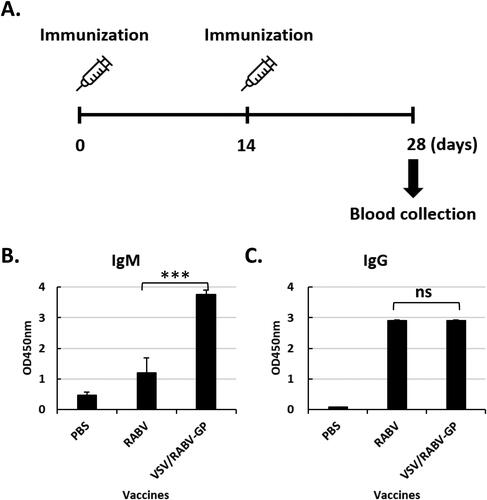 Figure 2. Immunization schedule and humoral immune response induced by vaccination. A: Schematic diagram of the immunization protocol. BALB/c mice were i.p. immunized with PBS, RABA, or VSV/RABV-GP at 0 and 14 days after the first immunization. At 28 days post-immunization, mice were sacrificed and serum samples were collected. B and C: Detection of the levels of RABV GP specific IgM (B) and IgG (C). Results are expressed as the mean (n = 6) of OD450 ± SD values and are representative of at least three independent experiments. Statistical significance was assessed by Student’s t test. ***p < 0.001; ns, not significant.