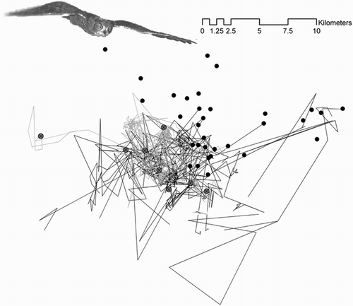 Figure 1. Dispersal routes of radio-tagged juvenile Eagle Owls. Nesting sites are represented by black dots, except for those that have been occupied by a juvenile at the beginning of dispersal (grey dots; see text for more details). Grey lines represent individuals that encountered an available breeding site before entering the common settlement area and began to reproduce there. Black lines show the dispersal paths of the other owls, which ended in the common settlement area. Analyses showed that occupancy of a breeding site by a disperser was generally random; directions of dispersal were the only factors slightly favouring the entrance of a juvenile as a new breeder (see Results). The juveniles’ paths within the breeding area show their movements at the beginning of dispersal, when they were still living in the breeding area.