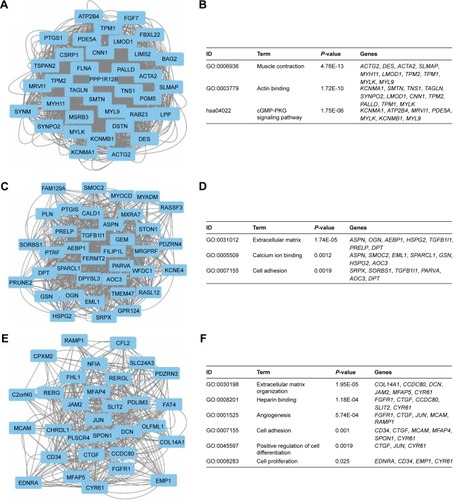 Figure 6 Top three modules from the GeneMANIA interaction networks.Notes: A: Module 1; B: the enriched GO term and pathways of module 1; C: module 2; D: the enriched GO term and pathways of module 2; E: module 3; F: the enriched GO term and pathways of module 3.