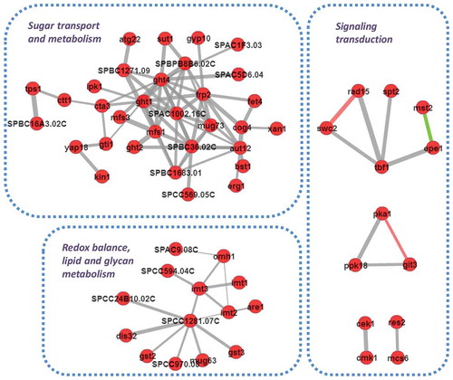 Figure 3. Network analysis of honokiol up-regulated gene sets indicates extensive protein–protein interactions are existed and form biofunctionally important modules. The predicted interactions are retrieved with scores >0.5 based on the support vector machine and random forest algorithm. The red circles represent the candidate proteins, the grey lines represent the predicted interaction, the green lines represent the interactions has experimental evidences. The line’s thickness represents the relative possibilities of the interaction event.