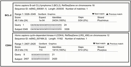 Figure 1 Significant homology between PNT100 and CDK4.