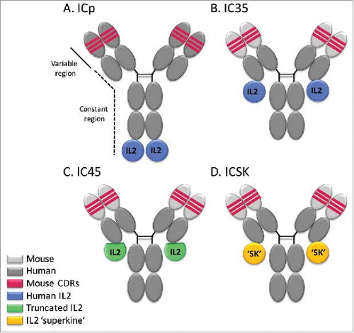 Figure 1. Schematic representation of hu14.18-IL2 immunocytokines. (A) Parental immunocytokine (ICp) with original intact huIL2 bound to the H-chains of the hu14.18 mAb. (B) IC35, with huIL2 bound to the L-chains of the ch14.18 mAb. (C) IC45, with a huIL2 variant missing 5 a.a. bound to the L-chains of the ch14.18 mAb. (D) ICSK, with the IL2 superkine mutein exhibiting enhanced binding to IL2Rβ bound to the L-chains of the ch14.18 mAb. Dark gray portion represents the 98% human portion of the hu14.18 mAb that recognizes GD2. Light gray portion represents the mouse framework in the chimeric mAb. Red portion represents the 2% mouse protein remaining in the antigen-binding region.