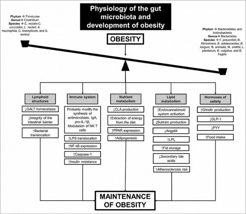 Figure 1. Possible mechanisms that related the obesity and intestinal dysbiosis with the physiological changes that contributed to the maintenance of obesity. GALT: gut-associated lymphoid tissue; IgA: immunoglobulin A; LPS: lipopolysaccharide; NF-κB: nuclear factor kappa B; CLA: conjugated linoleic acids; PPAR: peroxisome proliferator-activated receptor; LPL: lipoprotein lipase; Angptl4: angiopoietin like protein 4; GLP-1: glucagon-like peptide 1; PYY: peptide YY.