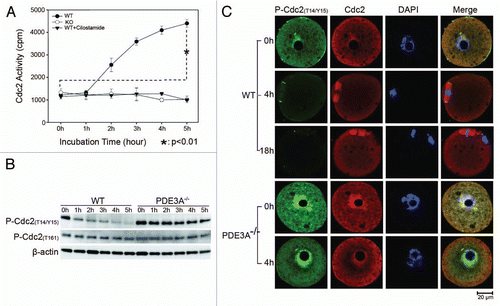 Figure 4 Cdc2 activity and localization: (A) Cultured oocytes were collected at the indicated times, lysates were prepared, and Cdc2 activity was assayed as described in methods. From 1 h to 5 hours, Cdc2 activity significantly increased in cultured WT oocytes, but not in PDE3A-/- oocytes or WT oocytes exposed to cilostamide. Results are expressed as cpm 32P incorporated into the peptide substrate (PKT PKK AKK L) derived from histone H1. Result are presented as m ± SE, n = 3 experiments (25 oocytes/assay at each time point). (B) Western blot. Cultured oocytes (40/time point) were collected at indicated times, and lysates were prepared and subjected to SDS Page/western blots with indicated antibodies as described in methods. Cdc2 was dephosphorylated at T14/Y15 to a much greater extent in WT ooyctes than in PDE3A-/- oocytes; Cdc2 was phosphorylated at Thr161 both in WT and PDE3A-/- oocytes. n = 3 experiments. (C) At the indicated times, cultured oocytes (30 oocytes) were collected and immunoflourescence of Cdc2 was performed as described in methods. In cultured WT oocytes Cdc2 (red) was widely distributed in the cytoplasm and nucleus; during GVBD it localized to the spindle apparatus. Some phospho-Cdc2 [P-Cdc2(T14/Y15)] (green) was localized at MTOCs in fresh WT oocytes, phospho-Cdc2 immunoflouresence was markedly reduced at 4 h and very weak at 18 h. In PDE3A-/- oocytes, phospho-Cdc2 remained in the cytosol, nucleus and at MTOCs. n = 3 experiments. Bar, 20 µm.