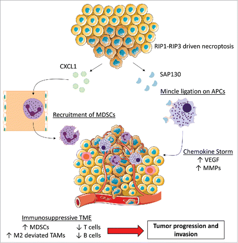 Figure 1. RIP1-RIP3 driven necroptosis initiates 2 parallel mechanisms to induce adaptive immune-suppression. Release of CXCL1 by necroptotic cells acts as a potent recruiter of MDSCs. Mincle expressed by antigen presenting cells (APCs) can detect SAP130 and further drive an immunosuppressive cytokine milieu. Both axes supply the tumor with growth factors, thereby supporting PDA progression. (Some images adapted from Servier Medical Art (www.servier.com) under the Creative Commons License.)