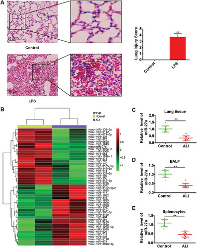 Figure 1. miR-27a was downregulated in LPS-induced acute lung injury in mice. Groups of mice (n = 10/group) were challenged with 1 mg/kg LPS or PBS for 24 h. Lung tissue samples, splenocytes and the BALF were collected and analyzed. (a) Lung tissues from each experimental group were processed for histological evaluation. Data represent the mean ± SD of three independent experiments. **p < 0.01 vs. control group. (b) Heat map of miRNA profiles represented the significantly regulated miRNAs (n = 3/group). (C-E) MiR-27a expression was validated by qRT-PCR in lung tissues, BALF and splenocytes of mice challenged with LPS (n = 3/group). Data represent the mean ± SD of three independent experiments. **p < 0.01 vs. control group.