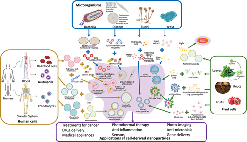 Figure 1. Cell-derived nanomaterials and their applications. This paper will further focus on cell membranes from animals, and photosynthetic systems which involves chloroplast and thylakoid [Citation12–15].
