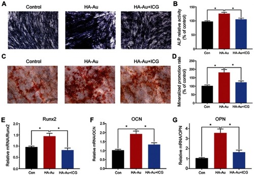 Figure 8 Wnt/β-catenin inhibitor reversed effects of HA-Au on osteogenic differentiation of hMSCs. hMSCs osteogenic differentiation was assessed by ALP staining (A, B) and ARS staining (C, D) after culture for 7 and 21 days, respectively. The mRNA levels of Runx2 (E), OCN (F) and OPN (G) were determined by RT-PCR. (*p<0.05, **p<0.01, comparison between the control group and other groups).Abbreviations: hMSCs, human bone marrow-derived mesenchymal stem cells; HA, hydroxyapatite; HA-Au, gold nanoparticles-loaded hydroxyapatite; ALP, alkaline phosphatase; ARS, Alizarin Red S; Runx2, runt-related transcription factor 2; OCN, osteocalcin; OPN, osteopontin; RT-PCR, real-time polymerase chain reaction.