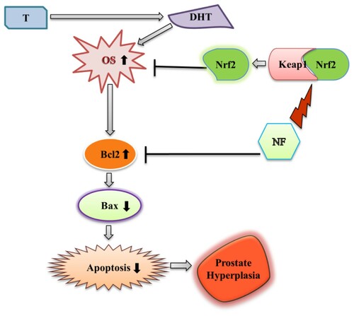 Figure 6. Modulation of BPH by NF: This illustrates the possible mechanism of NF to ameliorate BPH condition through regulation of OS and apoptosis. T = Testosterone, DHT = Dihydrotestosterone, OS = Oxidative stress, and NF = Neferine.