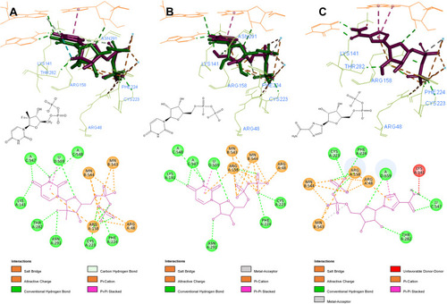 Figure 4 3D and 2D interaction patterns for SOF (A), UDP (B) and ribavirin (C). Dock poses (purple) and crystal structure poses (green) shown in stick form, interacting residues (light green) and RNA nucleotides (orange) shown as lines. Mn2+ ions shown as light blue stars. Image prepared in BIOVIA Discovery Studio.