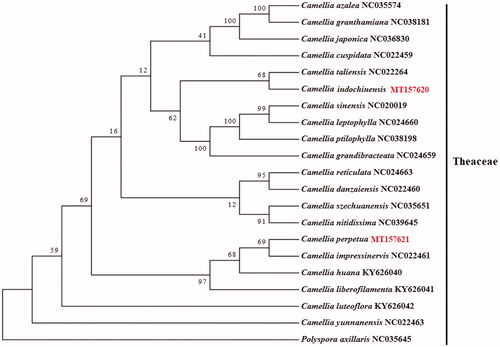 Figure 1. Phylogenetic analysis of C. perpetua and C. indochinensis. A phylogenetic tree, based on the maximum-likelihood method, was constructed using the complete chloroplast genomes of C. perpetua, C. indochinensis, and 18 other Camellia species, with Polyspora axillaris as the outgroup.