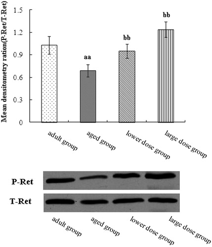 Figure 2. Western blot analysis of phosphorylation of receptor tyrosine kinase RET expression in the hippocampus tissue. Compared with aged rats treatment with 80 mg/kg/day and 160 mg/kg/day DHA 50 days significantly increased the protein expression of phosphorylation of receptor tyrosine kinase RET. The quantity of the applied protein was normalized by Western analysis with anti-RET (n = 5). aap < 0.05 versus aged group. bbp < 0.01, DHA treatment group versus aged group. n = 5 in each group.