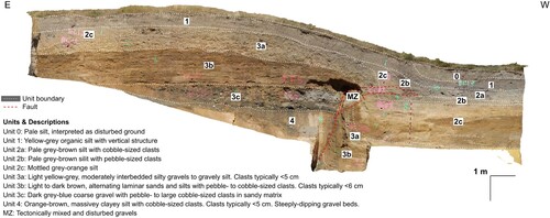 Figure 6. Geometrically rectified orthomosaic image of the 2019 Macdonalds Creek trench south wall exposure, with key unit boundaries and faults superimposed. The interpreted trench log, supplemented with the full extent of the original trench wall as logged in 1984, is shown in Figure 7.