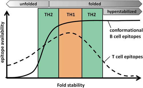 Figure 1. Model for the influence of protein fold stability on the availability of T and B cell epitopes. For a given protein, an optimal conformational stability is postulated, which results in efficient processing and presentation of T cell epitopes (dashed line). A high density of peptide/MHC complexes on the surface would then favor TH1 biased immune responses. Deviation from this optimum would result in too early degradation (destabilized protein), or inefficient processing in the antigen processing compartment (stabilized protein), resulting in lower peptide/MHC densities and thus TH2 polarization. Highly destabilized (unfolded) or hyperstabilized proteins display the lowest T cell immunogenicity. In highly destabilized proteins, conformational B cell epitopes (solid line) are lost due to protein unfolding, avoiding antibody responses against the folded conformation. Although B cell epitopes are maintained in hyperstabilized proteins, they induce reduced antibody responses due to lack of appropriate T cell help.
