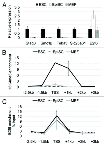Figure 2. Germline-specific genes regulated by E2f6 are first silenced in primed pluripotent stem cells. (A) RNA expression levels of Stag3, Smc1β, Tuba3a, and Slc25a31 in ESCs, EpiSCs, and MEFs shown by qPCR. The expression of each gene in embryonic stem cells was set to a value of one. (B) ChIP-qPCR analysis for H3K4me3 enrichment spanning 2.5 kb downstream and 3 kb upstream (relative to the TSS) of the Stag3 promoter in ESCs, EpiSCs, and MEFs. Enrichment is shown normalized to the total H3 content at each specific primer pair position. (C) ChIP-qPCR analysis for enrichment of E2f6 at the Stag3 promoter in ESCs, EpiSCs, and MEFs. Enrichment is shown as the percent of Input DNA.