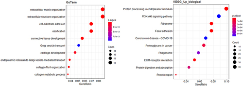 Figure 5 The KEGG and GO enrichments of senescent fibroblasts to identify related molecular mechanisms and pathways.