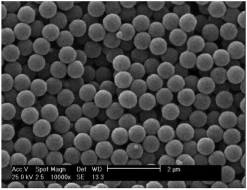Figure 2. SEM images of SiO2@Au core/shell nanoparticles.