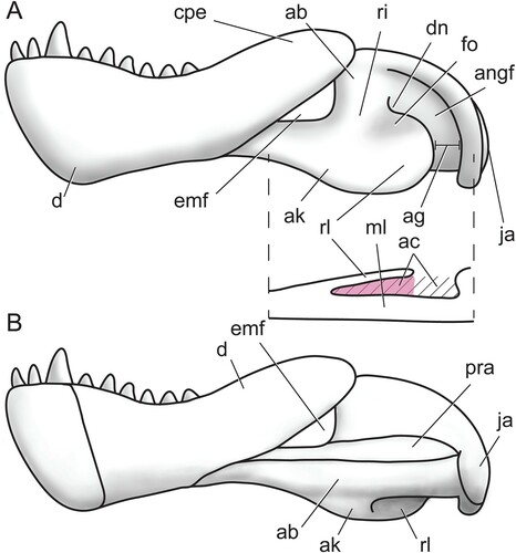 FIGURE 1. Schematic therapsid lower jaw illustrating the terminology of the angular complex and other relevant structures (anterior is to the left). A, left mandible in lateral view with horizontal section taken between dotted lines; B, right mandible in medial view. Abbreviations: ab, body of the angular; ac, angular cleft; ag, angular gap; ak, angular keel; angf, angular fossa; cpe, coronoid process/eminence; d, dentary; dn, dorsal notch; emf, external mandibular fenestra; fo, fossa; ja, jaw articulation surface; ml, medial lamina of the angular; pra, prearticular; ri, ridge; rl, reflected lamina of the angular.