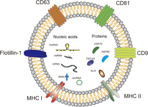 Figure 2 The composition and typical surface markers of exosomes. Exosomes are extracellular vesicles composed of bilayers of phospholipids, riched in proteins (HSP70, HSP90, TSG101 and ALIX) and nucleic acids (mRNA, miRNAs, lncRNA, tRNA and circRNA). There are some common proteins on the surface of exosome such as CD9, CD63, CD81, MHC and flotillin-1.