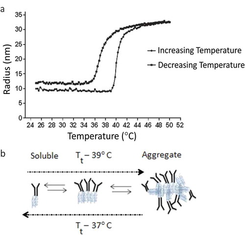Figure 3. (a) DLS data were collected on a DynaPro Plate Reader. The anti-TNFα-ELP mAb concentration was at 0.5 mg/mL and temperature was steadily increased at 0.065°C/min. The temperature was also steadily decreased back to its start temperature of 25°C. (b) An illustration of possible transition states of the fusion protein.