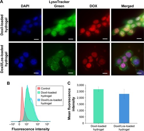 Figure 9 Cellular uptake analysis of DOX from Doxil-loaded hydrogel and Doxil/Los-loaded hydrogel.Notes: (A) Fluorescence images showing the intracellular distribution of DOX. (B) Flow cytometric analysis of fluorescence intensity of DOX in cells. (C) Mean fluorescence intensity of DOX in cells analyzed by flow cytometry (n=3, mean ± SD). Scale bar is 10 µm. The images were obtained under Cell Imaging System with 60× objective lens. There was no significant difference between the mean fluorescence intensities of the two groups shown in (C); (P>0.1).Abbreviations: DAPI, 4′,6-diamidino-2-phenylindole; DOX, doxorubicin; Doxil, liposomal doxorubicin; Los, losartan.