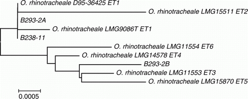 Figure 2.  Phylogenetic analysis of 16S rRNA sequences of ORT isolates examined in this study in comparison with strains described previously (Amonsin et al., Citation1997). Bar = 0.0005 substitutions per nucleotide position.