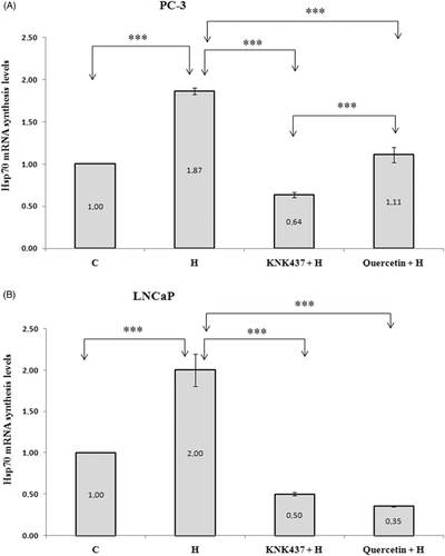 Figure 2. Synthesised levels of Hsp70 mRNA of PC-3 (A) and LNCaP (B) cells exposed to hyperthermia with or without KNK437 (100 µM)/quercetin (100 µM). Cells were preincubated with DMSO at 37°C for 150 min in control group (C). Cells were preincubated at 37°C with DMSO (H), DMSO + KNK437 (KNK437 + H), and DMSO + quercetin (quercetin + H) for 60 min and then heated at 43°C for 90 min. After these processes, cells were harvested immediately and total RNA was isolated. The TaqMan PCR reaction was carried out as described in the manufacturer's protocols. Values represent means ± SD of triplicate samples per group; *p < 0.05; **p < 0.01; ***p < 0.001.