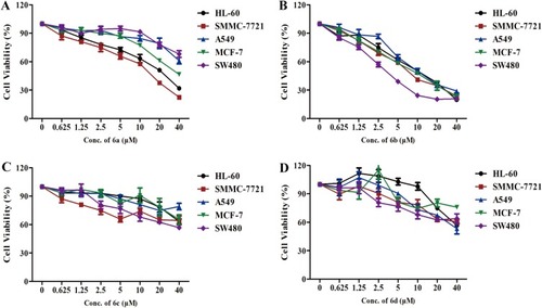 Figure 1 Inhibitory effects of podophyllotoxin derivatives on cancer cells. (A–D) The inhibitory effects of compounds 6a – 6d on HL-60 (leukemia), SMMC-7721 (hepatoma), A-549 (lung cancer), MCF-7 (breast cancer), and SW480 (colon cancer) cells, as evaluated by the MTT assay.