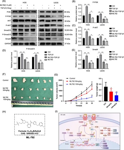 Figure 7. ML792 abrogates the TGF-β1- elicited PI3K/AKT and TGF-β1/Smad pathway in human osteosarcoma cells (HOCs) and inhibits the growth of osteosarcoma in vivo. HOCs were treated with or without TGF-β1(10 ng/mL) in the absence or presence of ML792(1 µmol/L) for 24 h. (A) The expressions of PI3K/AKT and TGF-β1/Smad pathway-related proteins were analyzed by Western blot. (B-E) Quantitative analyses of Western blots. (F)Tumor size. (G)The change of tumor volume and weight. (H) Chemical structure of ML792. (I) Schematic diagram of the mechanism by which ML792 works. *P < 0.05, **P < 0.01. TGF-β1, transforming growth factor-β1.