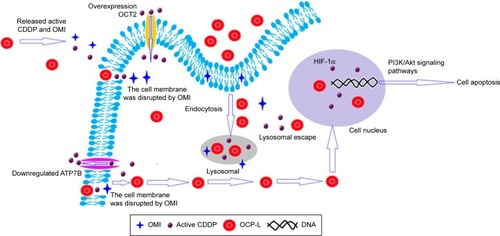 Figure 4 Possible mechanisms for overcoming resistance in A549/CDDP cells using OCP-L.