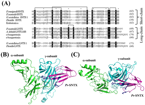 Fig. 1. Multiple alignments of the amino acid sequences of 3FTxs from various species and the structure model of the α/γ subunit interface interacting with Pr-SLTX.Notes: (A) We isolated the cDNAs of 3FTxs from the venom gland cDNA library of P. rossignolii. The amino acid sequences of three-finger toxins from Elapid snakes were aligned using ClustalW program. The protein accession numbers are the following: P. australis SNTX, ABK63527; Oxyuranus scutellatus SNTX-1, AAZ22673; P. textilis SNTX, ABK63535; Erabutoxin a, BAA75752; P. australis LNTX, ABK 63539; Austrelaps labialis LNTX 23B, ABX58159; α-bungarotoxin, AAL30056; α-bungarotoxin, CAA69971; O. scutellatus LNTX-1, ABK63543; and P. textilis LNTX, ABK63540. Both O. scutellatus LNTX-1 and P. textilis LNTX have four disulfide bonds, and they did not follow the nomenclature of short- and long-type 3FTs. Residues that are identical among the majority of the amino acid sequences are highlighted in gray, and conserved cysteine residues are highlighted in black. The number of amino acid residues is given to the right of each line in italics. Intervals of 10 amino acids are indicated by dots above the alignment. Gaps (-) have been inserted to achieve maximum homology. The nucleotide sequence of Pr-SNTX has been assigned DDBJ/EMBL/GenBank Accession Number AB778565. (B) Overall view of the structure model from the side for the α/γ subunit interface interacting with Pr-SLTX. (C) Overall view of the structure model from the top. The three-dimensional structure of Pr-SNTX was modeled using MODELER v. 9.11 with the structure of cobrotoxin (PDB 1V6P) as a template. Pr-SLTX, α-subunit, and γ-subunit are displayed in magenta, green, and cyan, respectively. Side chains of amino acid residues (Lys27, Trp29, Asp31, His32, Arg33, and Lys47) important for toxin binding to nAChR Citation13) are shown in blue.