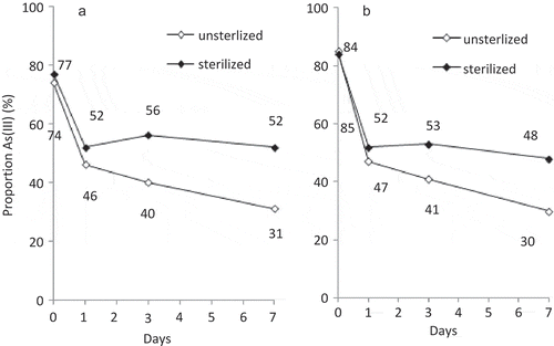 Figure 2 Proportion of arsenite [As(III)] in the solid phase of (a) soil A and (b) soil B incubated under oxic conditions. Results from unsterilized and γ-ray irradiated soil slurries are shown.