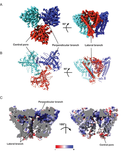 Figure 3. Topology and pores of ATG9B structure. (A) postprocessed cryo-EM map (C3) of ATG9B colored by protomers, except domain swapped transmembrane helices (EMD-17789). (B) ribbon representation of atomic model of ATG9B built from C3 imposed 3D reconstruction colored by protomer (PDB ID 8POE). (C) slice throughs of ATG9B isosurface colored by electrostatic potential with central pore and branches highlighted.