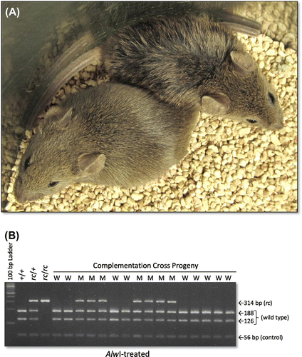 Figure 4. The recessive ruf and Mpzl3rc mutations fail to complement in doubly heterozygous mice. A cross between Mpzl3+/Mpzl3rc heterozygotes and ruf/ruf mutants yielded 17 phenotypically normal and 14 progeny with matted hair, suggesting that ruf is a mutant allele of Mpzl3. (A) Representative, 30-day-old progeny from this cross are shown: the mouse on the lower left is phenotypically normal, while the mouse toward the upper right displays damp-looking, matted fur. (B) The Mpzl3rc status of all complementation-test progeny was verified by a DNA test that reveals the rc-specific missense mutation (see Supplementary Figure S3). Lanes that used template DNA from mice with a wild-type phenotype are marked “W”, and those using template DNA from mice with a mutant phenotype are marked “M”. All 31 complementation-cross progeny were genotyped (typical results are shown), and all phenotypic mutants were proven to carry the defective Mpzl3rc allele and one copy of the ruf allele. All phenotypically normal mice carried one copy of ruf, but no copy of Mpzl3rc.