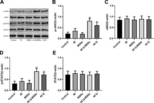 Figure 3 Effect of Q-MSNs on the JAK pathway in hypoxia/reoxygenation myocardial cells. (A) Protein bands in Western blotting. (B–E) Effect of Q-MSNs on JAK pathway proteins (JAK2 and STAT3) in H/R myocardial cells. Both quercetin and Q-MSNs exerted no effect on the total protein expression of JAK2 and STAT3, but can promote the phosphorylation of them, and at the same concentration, the promotion effect of 40Q-MSNs was better.